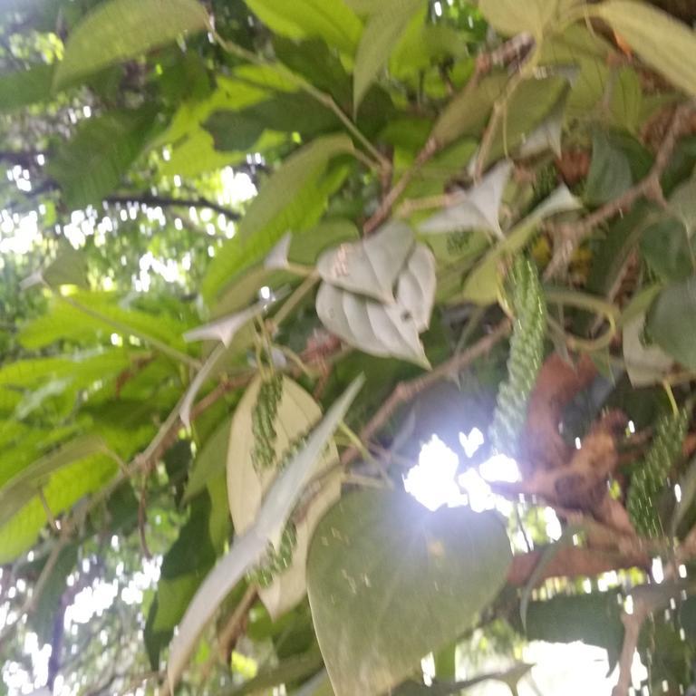 Jungle Village Homestay Pinnawala  Esterno foto